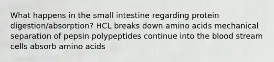 What happens in the small intestine regarding protein digestion/absorption? HCL breaks down amino acids mechanical separation of pepsin polypeptides continue into the blood stream cells absorb amino acids