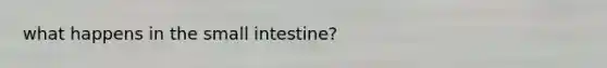 what happens in the small intestine?