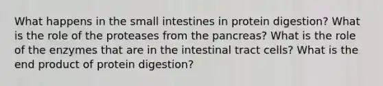 What happens in the small intestines in protein digestion? What is the role of the proteases from the pancreas? What is the role of the enzymes that are in the intestinal tract cells? What is the end product of protein digestion?