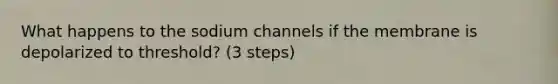 What happens to the sodium channels if the membrane is depolarized to threshold? (3 steps)