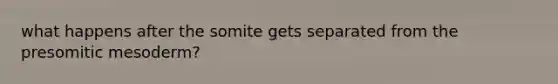 what happens after the somite gets separated from the presomitic mesoderm?