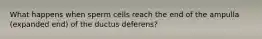 What happens when sperm cells reach the end of the ampulla (expanded end) of the ductus deferens?