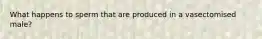 What happens to sperm that are produced in a vasectomised male?