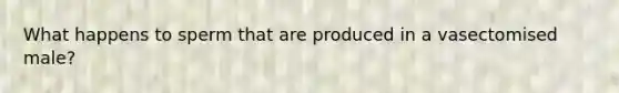 What happens to sperm that are produced in a vasectomised male?