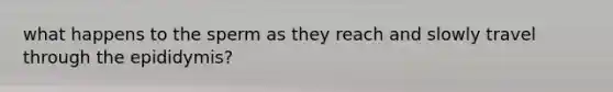 what happens to the sperm as they reach and slowly travel through the epididymis?