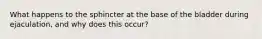 What happens to the sphincter at the base of the bladder during ejaculation, and why does this occur?