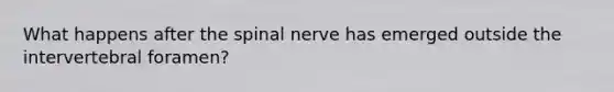 What happens after the spinal nerve has emerged outside the intervertebral foramen?