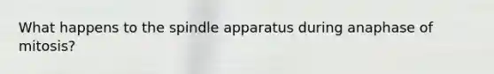 What happens to the spindle apparatus during anaphase of mitosis?