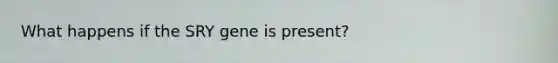 What happens if the SRY gene is present?