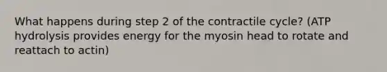 What happens during step 2 of the contractile cycle? (ATP hydrolysis provides energy for the myosin head to rotate and reattach to actin)