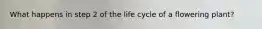 What happens in step 2 of the life cycle of a flowering plant?