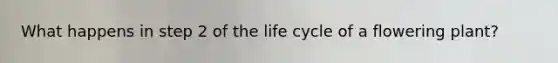 What happens in step 2 of the life cycle of a flowering plant?