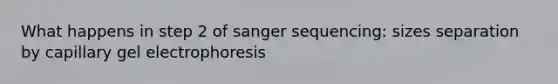 What happens in step 2 of sanger sequencing: sizes separation by capillary gel electrophoresis