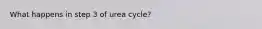 What happens in step 3 of urea cycle?