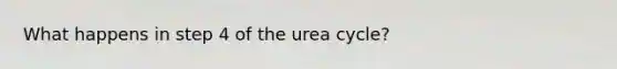 What happens in step 4 of the urea cycle?