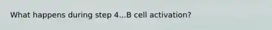 What happens during step 4...B cell activation?