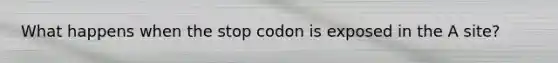 What happens when the stop codon is exposed in the A site?