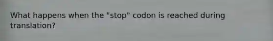 What happens when the "stop" codon is reached during translation?