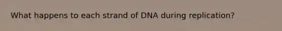 What happens to each strand of DNA during replication?