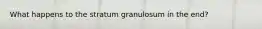 What happens to the stratum granulosum in the end?