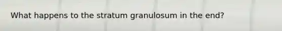 What happens to the stratum granulosum in the end?