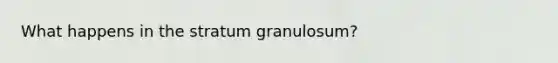 What happens in the stratum granulosum?