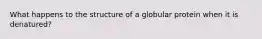 What happens to the structure of a globular protein when it is denatured?