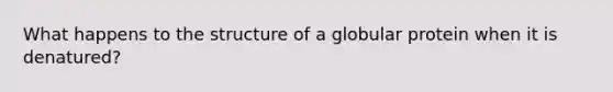 What happens to the structure of a globular protein when it is denatured?