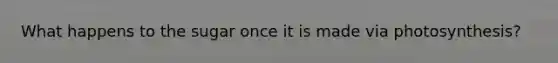 What happens to the sugar once it is made via photosynthesis?