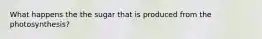 What happens the the sugar that is produced from the photosynthesis?