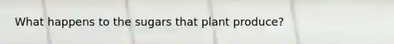What happens to the sugars that plant produce?