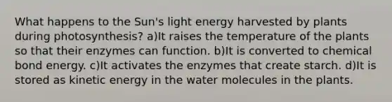 What happens to the Sun's light energy harvested by plants during photosynthesis? a)It raises the temperature of the plants so that their enzymes can function. b)It is converted to chemical bond energy. c)It activates the enzymes that create starch. d)It is stored as kinetic energy in the water molecules in the plants.