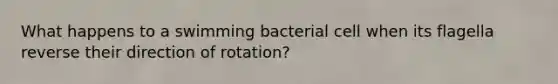 What happens to a swimming bacterial cell when its flagella reverse their direction of rotation?