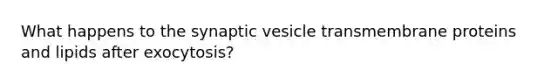 What happens to the synaptic vesicle transmembrane proteins and lipids after exocytosis?