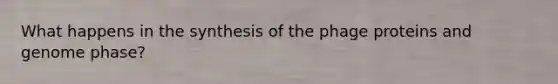 What happens in the synthesis of the phage proteins and genome phase?