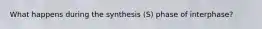 What happens during the synthesis (S) phase of interphase?