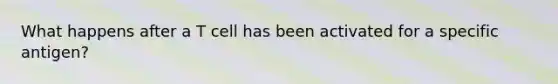 What happens after a T cell has been activated for a specific antigen?
