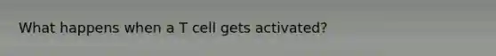 What happens when a T cell gets activated?