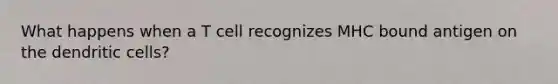 What happens when a T cell recognizes MHC bound antigen on the dendritic cells?