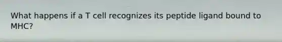 What happens if a T cell recognizes its peptide ligand bound to MHC?
