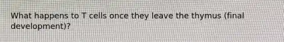What happens to T cells once they leave the thymus (final development)?