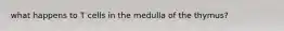 what happens to T cells in the medulla of the thymus?