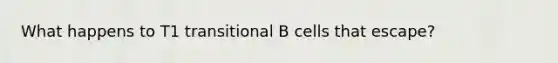 What happens to T1 transitional B cells that escape?