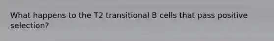 What happens to the T2 transitional B cells that pass positive selection?