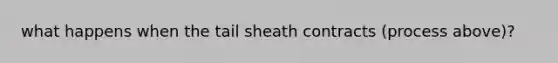 what happens when the tail sheath contracts (process above)?