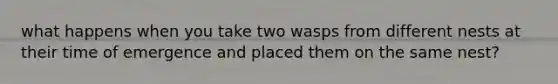 what happens when you take two wasps from different nests at their time of emergence and placed them on the same nest?