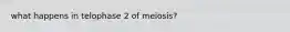 what happens in telophase 2 of meiosis?