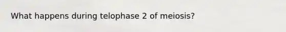 What happens during telophase 2 of meiosis?