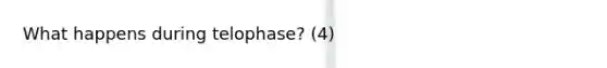 What happens during telophase? (4)