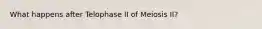 What happens after Telophase II of Meiosis II?